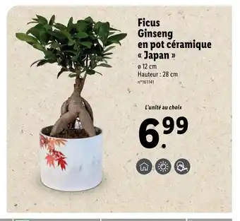 Lidl Ficus ginseng en pot céramique offre