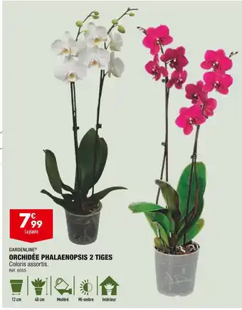 ALDI Gardenline orchidée phalaenopsis 2 tiges offre