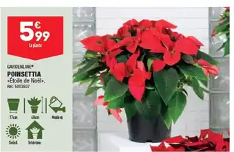 ALDI POINSETTIA offre