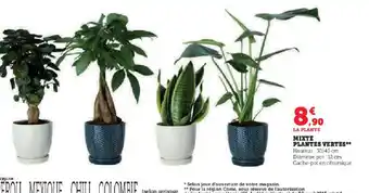 Hyper U MIXTE PLANTES VERTES offre