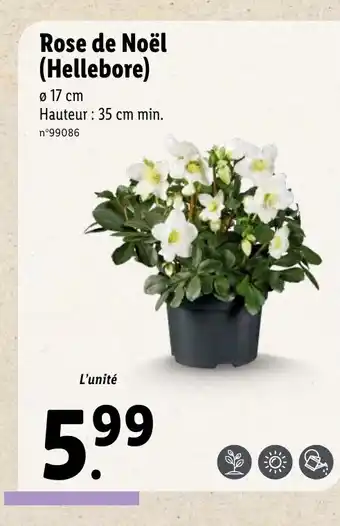 Rose de Noël (Hellebore)