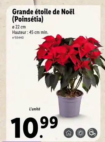 Lidl Grande étoile de Noël (Poinsétia) offre