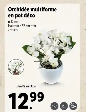 Lidl Orchidée multiforme en pot déco offre