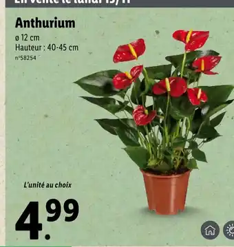 Lidl Anthurium offre