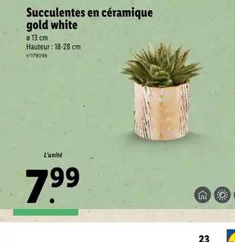 Lidl Succulentes en céramique gold white offre