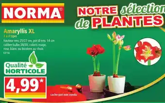 Amaryllis XL