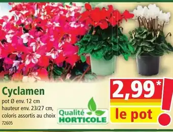 Norma Cyclamen offre