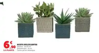 Super U MIXTE SUCCULENTES offre