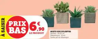 MIXTE SUCCULENTES