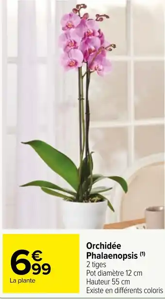 Carrefour Market Orchidée Phalaenopsis (1) offre