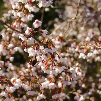 Cerisier à fleurs du japon kojo no mai/pot de 7,5l - 60/80 cm