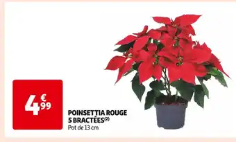 Poinsettia rouge 5 bractées