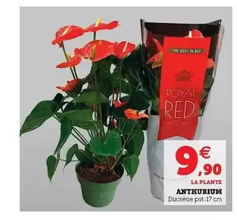 Super U Anthurium offre