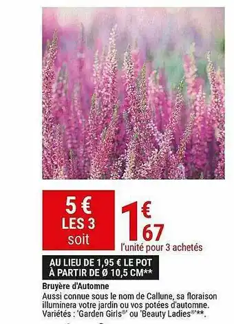 Gamm vert Bruyère D'automne offre