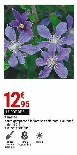 Gamm vert Clématite offre