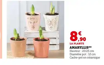 Super U Amaryllis offre