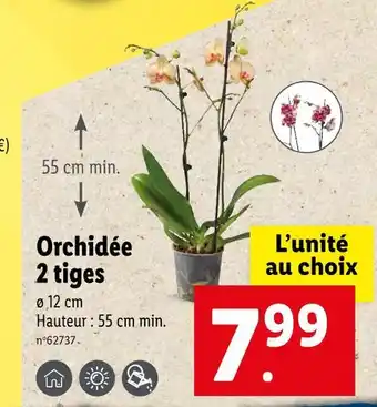 Lidl Orchidée 2 tiges offre