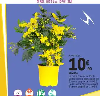 E.Leclerc MIMOSA offre