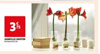AMARYLLIS 1 BOUTON
