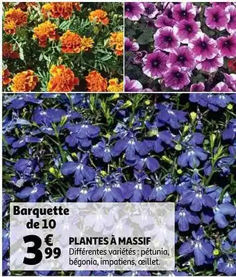 Auchan Plantes à Massif offre