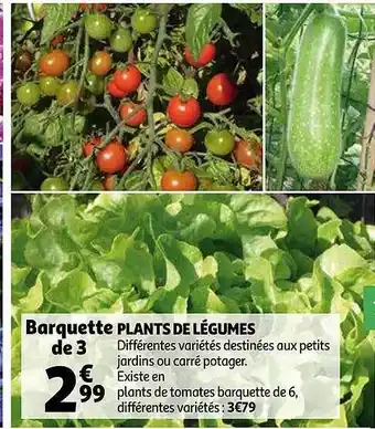Auchan Plants De Légumes offre