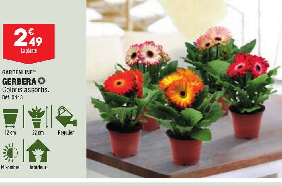 Promo GERBERA chez ALDI