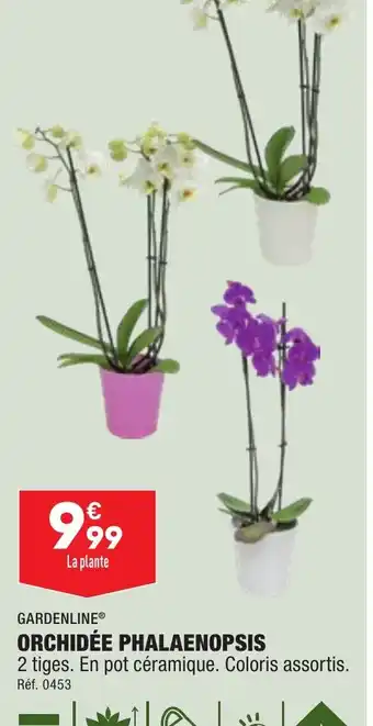 ALDI ORCHIDÉE PHALAENOPSIS offre