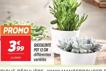 Netto SUCCULENTE POT 12 CM offre