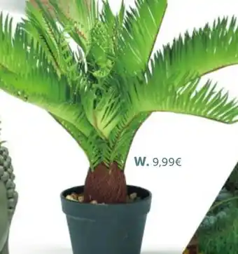 Cycas