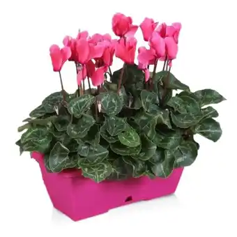 Mini cyclamen