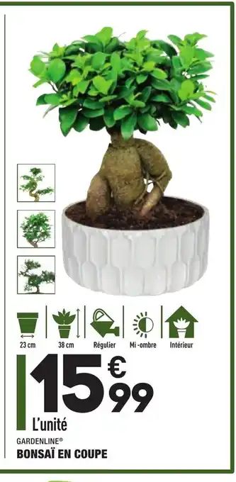 ALDI Bonsai En Coupe offre