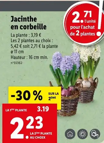 Lidl Jacinthe en corbeille offre