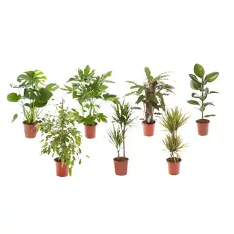 Carrefour Market Plante verte (1) offre