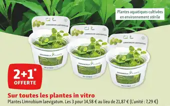 Maxi Zoo Dennerle 2+1 offerte sur toutes les plantes in vitro offre