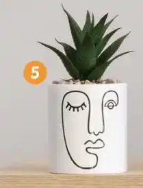 b&m Succulente en pot offre