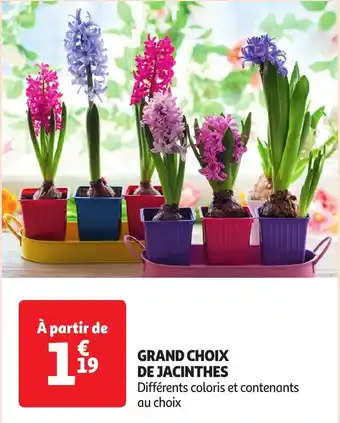 Auchan GRAND CHOIX DE JACINTHES offre