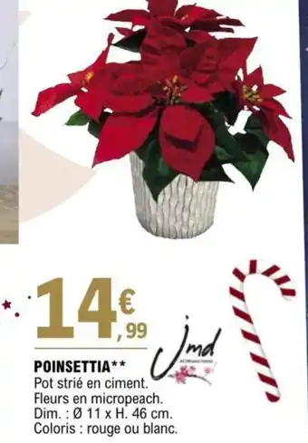 POINSETTIA