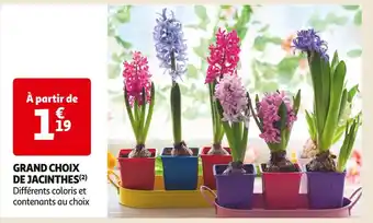 Auchan Supermarché Grand choix de jacinthes offre