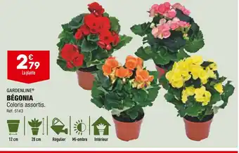 ALDI Gardenline bégonia offre