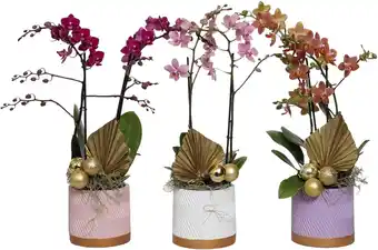 Gamm vert Phalaenopsis multiflora à 2 hampes offre