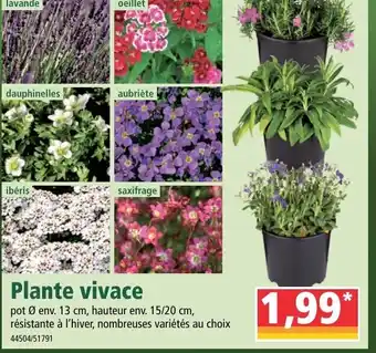 Norma Plante vivace offre