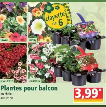 Norma Plantes pour balcon offre