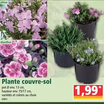Norma Plante couvre-sol offre
