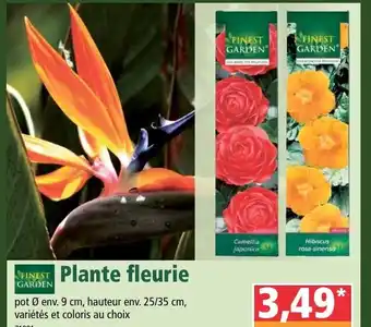 Norma Plante fleurie offre