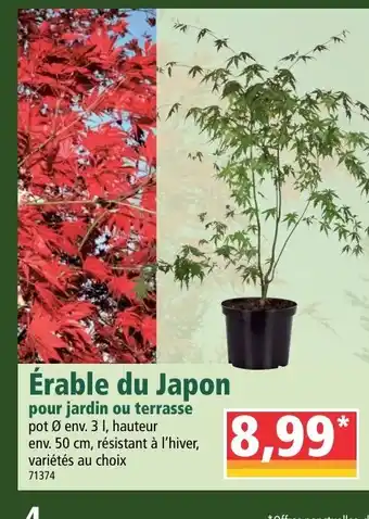 Norma Érable du japon offre