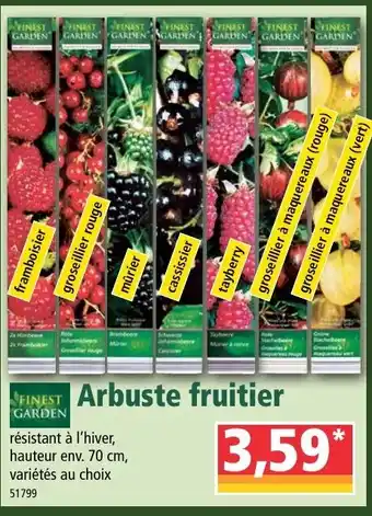 Norma Arbuste fruitier offre