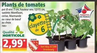 Norma Plants de tomates offre