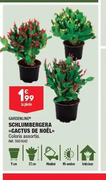 ALDI SCHLUMBERGERA CACTUS DE NOËL offre