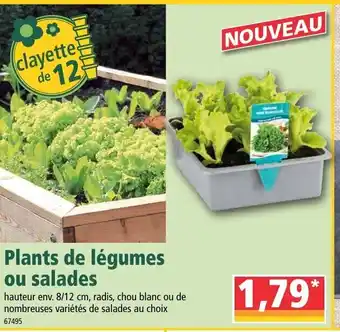 Norma Plants de légumes ou salades offre
