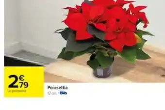 Carrefour Poinsettia 12 cm. offre